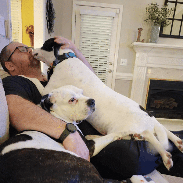 Black and white german short haired pointer mix) up on the sofa, kissing her foster dad